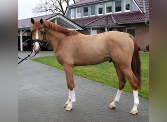 Oldenburg-International (OS), Stallion, 3 years, 15,2 hh, Chestnut-Red