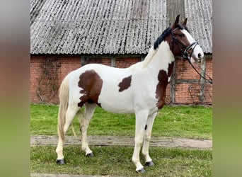 Oldenburg-International (OS), Stallion, 3 years, 16.1 hh, Pinto