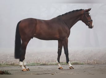 Oldenburg-International (OS), Stallion, 3 years, 16,2 hh, Bay-Dark