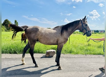 Oldenburg-International (OS), Stallion, 3 years, Gray