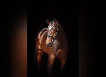 Oldenburg-International (OS), Stallion, 4 years, 16,1 hh, Bay-Dark