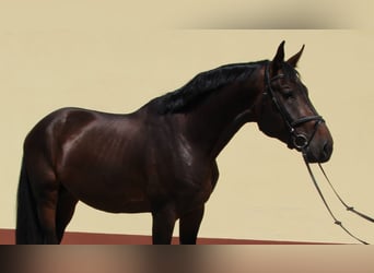 Oldenburg-International (OS), Stallion, 4 years, 17 hh, Bay-Dark