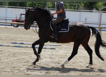 Oldenburg-International (OS), Stallion, 4 years, 17 hh, Bay-Dark