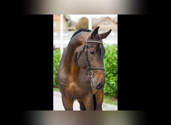 Oldenburg-International (OS), Stallion, 4 years, 17 hh, Bay-Dark