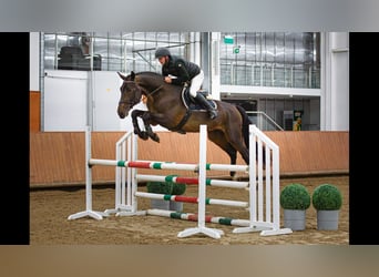 Oldenburg-International (OS), Stallion, 4 years, 17 hh, Bay-Dark