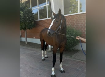 Oldenburg-International (OS), Stallion, 4 years, Brown