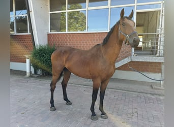 Oldenburg-International (OS), Stallion, 4 years, Brown