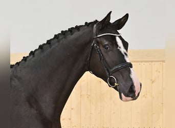 Oldenburg-International (OS), Stallion, 5 years, 16.3 hh, Smoky-Black