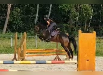 Oldenburger Springpferd, Hengst, 6 Jahre, 16,2 hh, Brauner