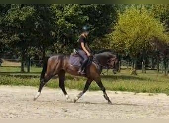 Oldenburger Springpferd, Hengst, 6 Jahre, 16,2 hh, Brauner