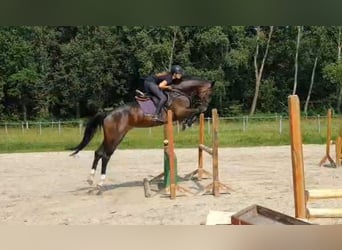 Oldenburger Springpferd, Hengst, 6 Jahre, 16,2 hh, Brauner