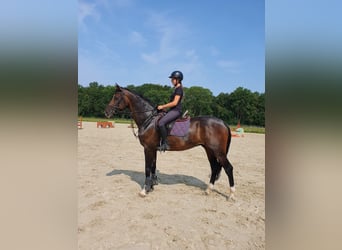 Oldenburger Springpferd, Hengst, 6 Jahre, 16,2 hh, Brauner