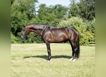 Oldenburg-International (OS), Stallion, 6 years, 17 hh, Bay-Dark