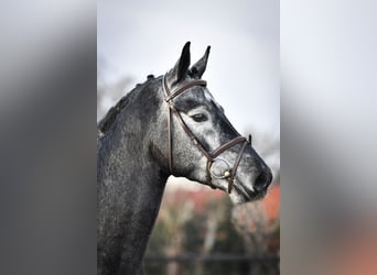 Oldenburg-International (OS), Stallion, 7 years, 16.1 hh, Gray