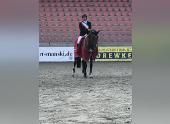 Oldenburg-International (OS), Stallion, 18 years, 16.2 hh, Brown