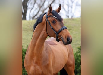 Oldenburg-International (OS), Stallion, 4 years, 16.2 hh, Brown