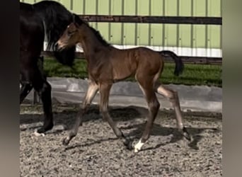 Oldenburg-International (OS), Stallion, Foal (03/2024), 16.3 hh, Bay-Dark