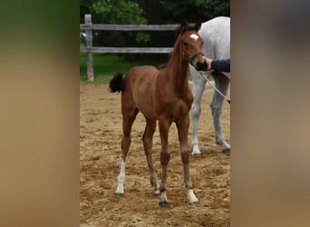 Oldenburg-International (OS), Stallion, Foal (06/2024), 17 hh, Bay