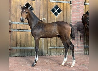 Oldenburg-International (OS), Stallion, Foal (04/2024), Bay-Dark