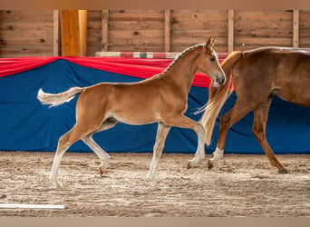 Oldenburg-International (OS), Stallion, Foal (03/2024), Brown-Light