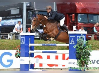 Oldenburg-International (OS), Stallion, Foal (03/2024), Brown