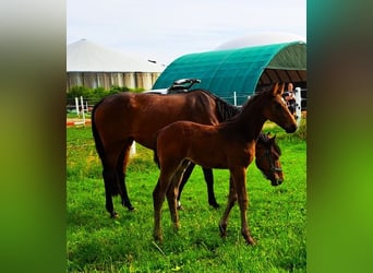 Oldenburg-International (OS), Stallion, Foal (04/2024), Brown