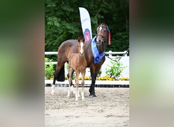 Oldenburg-International (OS), Stallion, Foal (05/2024), Brown