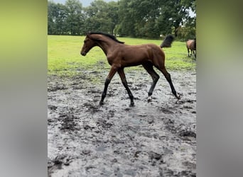 Oldenburg-International (OS), Stallion, Foal (03/2024), Brown