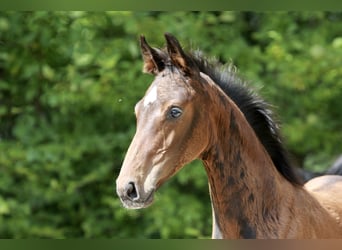 Oldenburg-International (OS), Stallion, Foal (05/2023), Brown