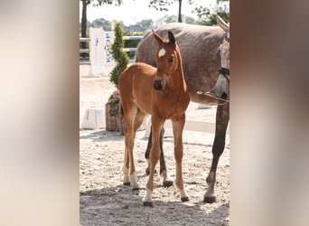 Oldenburg-International (OS), Stallion, Foal (05/2024), Brown