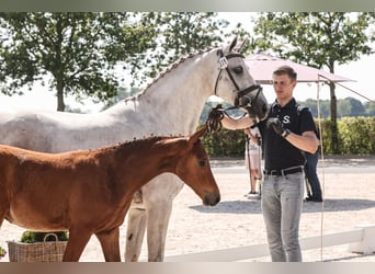 Oldenburg-International (OS), Stallion, Foal (03/2024), Brown