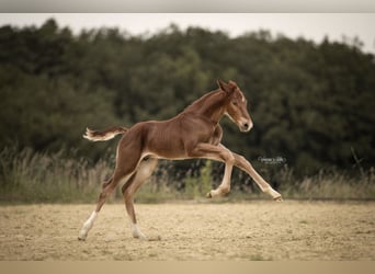 Oldenburg-International (OS), Stallion, Foal (05/2024), Brown