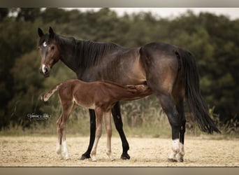 Oldenburg-International (OS), Stallion, Foal (05/2024), Brown