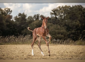 Oldenburg-International (OS), Stallion, Foal (05/2024), Brown