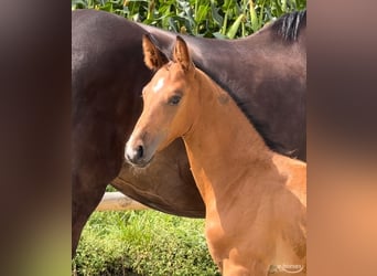 Oldenburg-International (OS), Stallion, Foal (06/2024), Brown