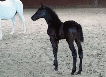 Oldenburg-International (OS), Stallion, Foal (03/2024), Can be white