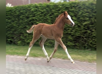 Oldenburg-International (OS), Stallion, Foal (04/2024), Chestnut-Red