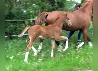 Oldenburg-International (OS), Stallion, Foal (04/2024), Chestnut-Red