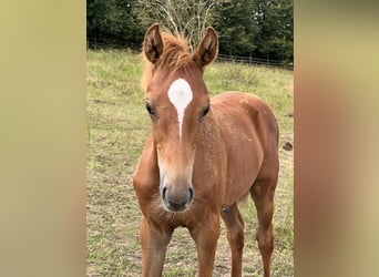 Oldenburg-International (OS), Stallion, Foal (04/2024), Chestnut-Red