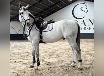 Oldenburg-International (OS), Stallion, 9 years, 17 hh, Gray-Blue-Tan