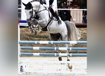 Oldenburg-International (OS), Stallion, 9 years, 17.2 hh, Gray-Blue-Tan