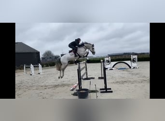 Oldenburg-International (OS), Stallion, 9 years, 17 hh, Gray-Blue-Tan