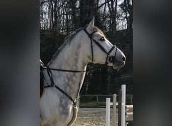 Oldenburg-International (OS), Stallion, 9 years, 17 hh, Gray-Blue-Tan