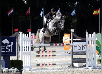 Oldenburg-International (OS), Stallion, 11 years, 16.1 hh, Gray