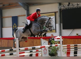 Oldenburg-International (OS), Stallion, 13 years, 16.1 hh, Gray