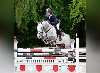 Oldenburg-International (OS), Stallion, 16 years, 16.1 hh, Gray