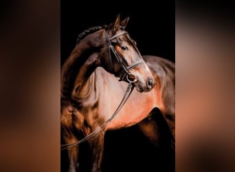 Oldenburg-International (OS), Stallion, 9 years, 17 hh, Smoky-Black