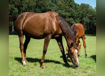 Oldenburg-International (OS), Sto, 13 år, 171 cm, Fux
