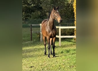 Oldenburg-International (OS), Sto, 2 år, 168 cm, Mörkbrun