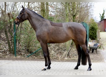 Oldenburg-International (OS), Sto, 5 år, 169 cm, Mörkbrun